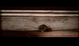 老鼠短视频下载,老鼠萌态引发下载热潮